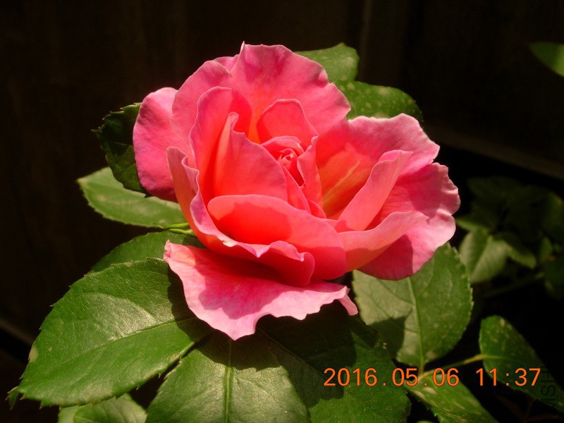 DSCN4385_resize.JPG
