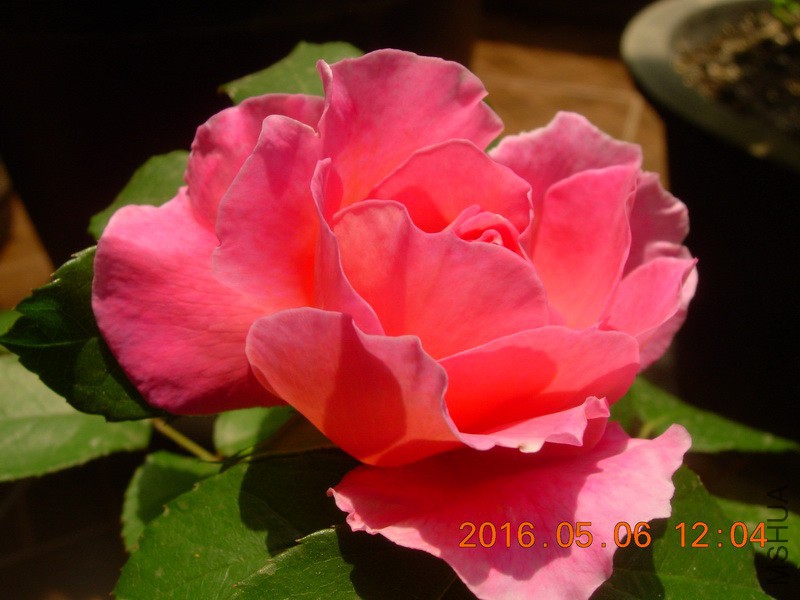 DSCN4470_resize.JPG