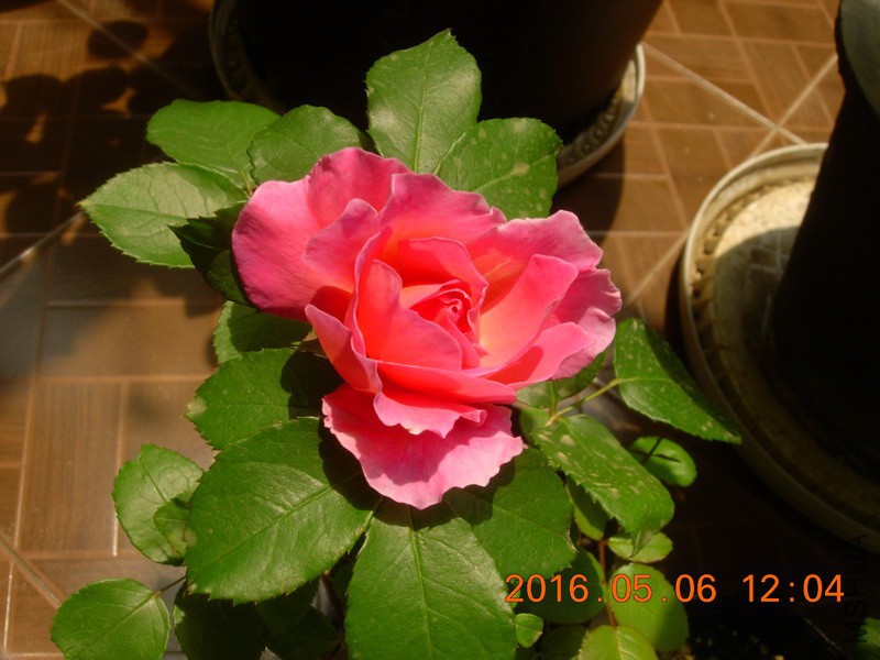 DSCN4468_resize.JPG