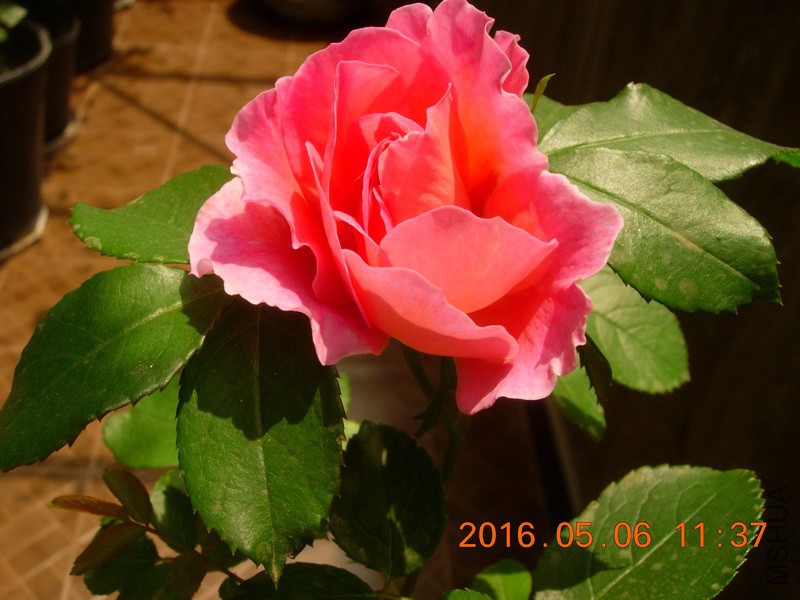 DSCN4395_resize.JPG