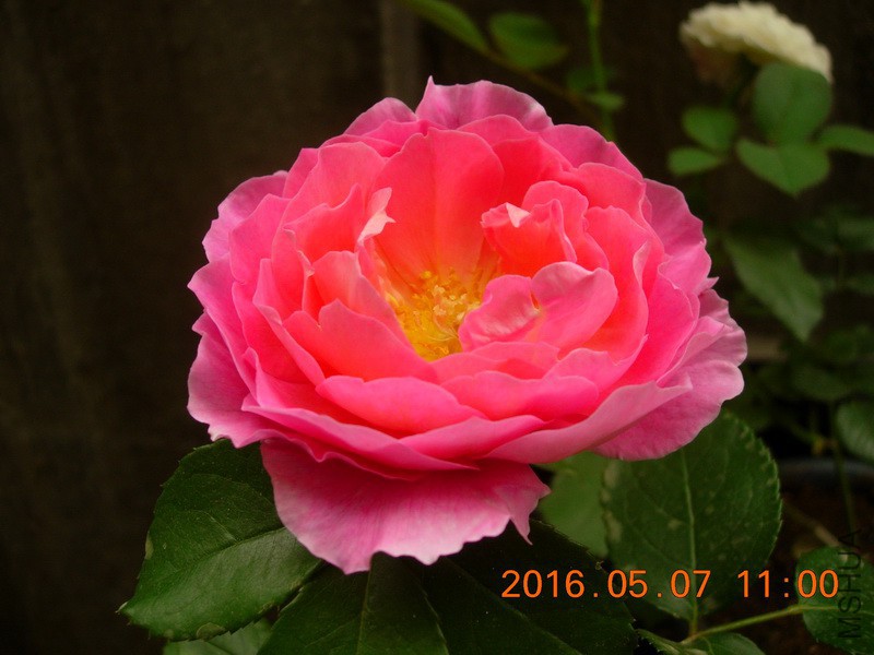 DSCN4549_resize.JPG