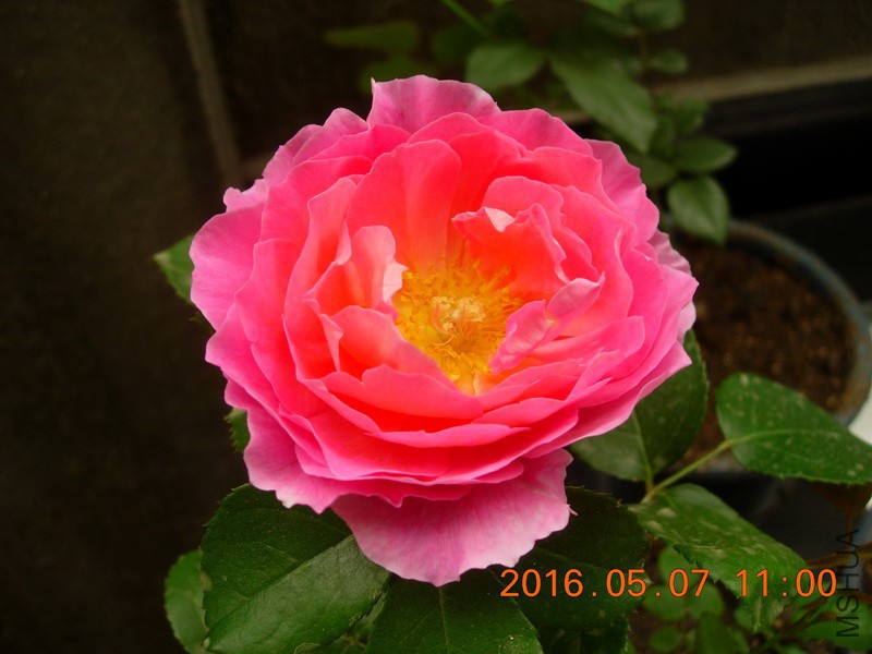 DSCN4545_resize.JPG
