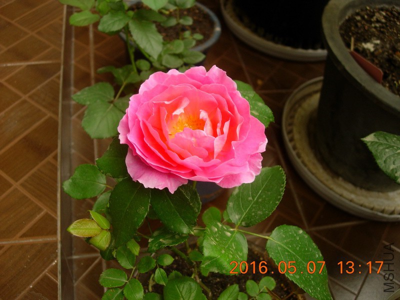 DSCN4583_resize.JPG