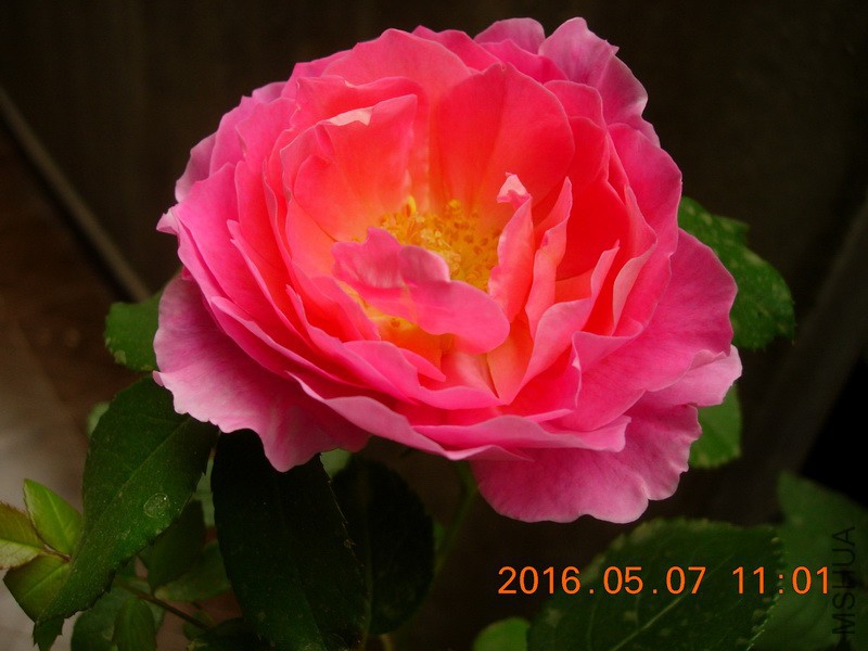 DSCN4564_resize.JPG
