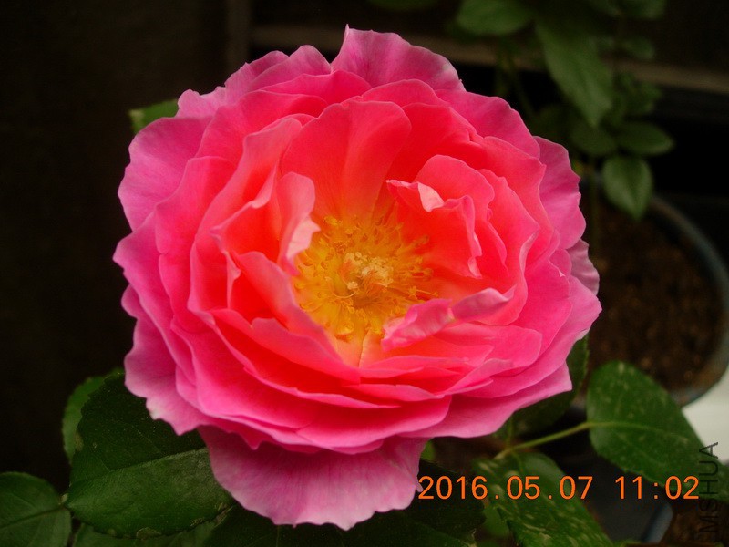 DSCN4579_resize.JPG