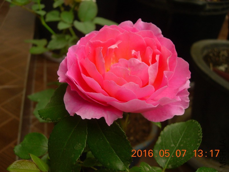 DSCN4587_resize.JPG