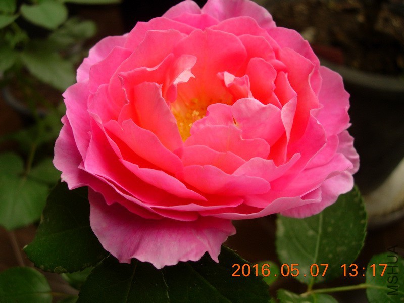 DSCN4589_resize.JPG