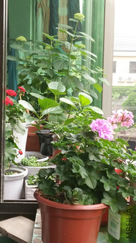 IMG_20160507_071156.jpg