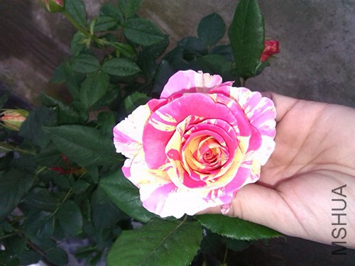 IMG_20160419_173646.jpg