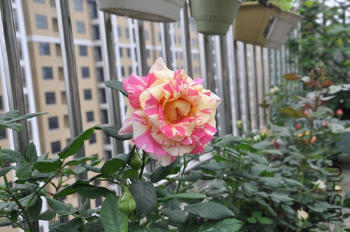 DSC_0406.JPG