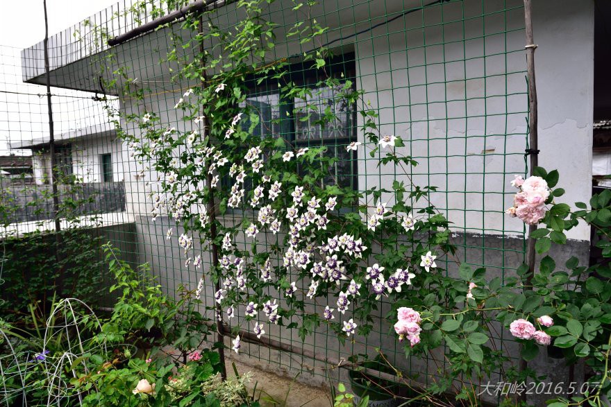 dsc_0717 - ����.jpg