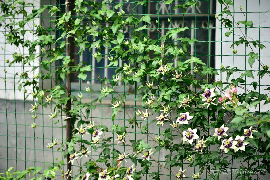 dsc_0446.jpg