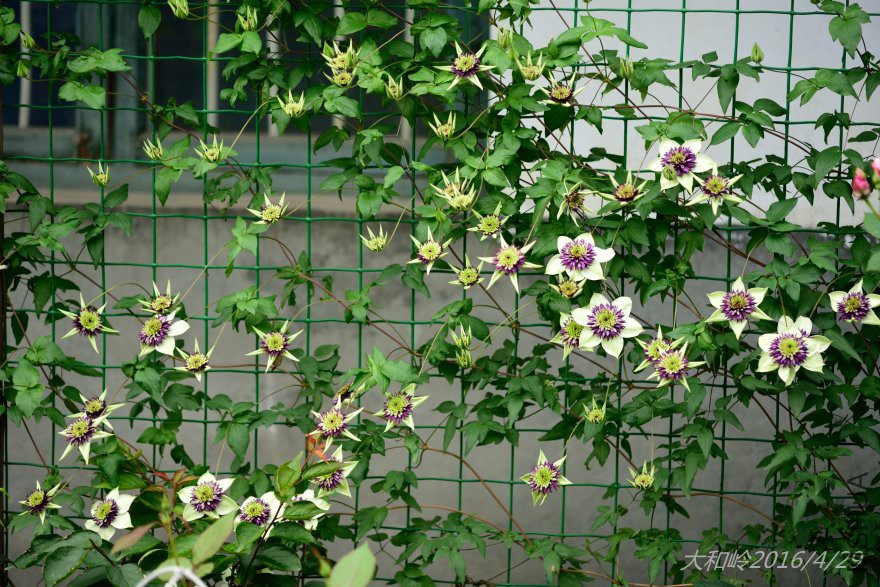 dsc_0444.jpg