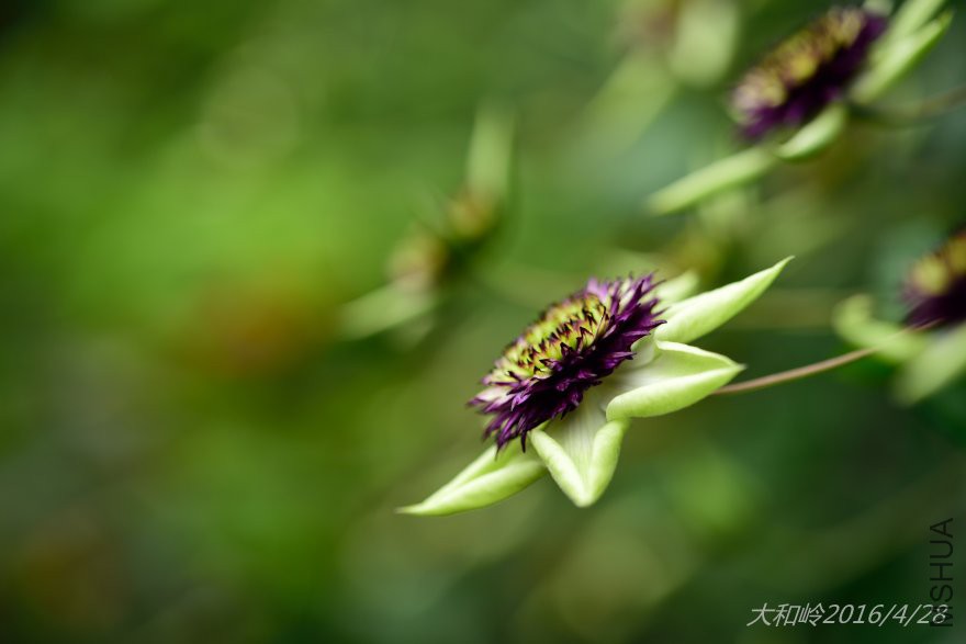 dsc_0388.jpg