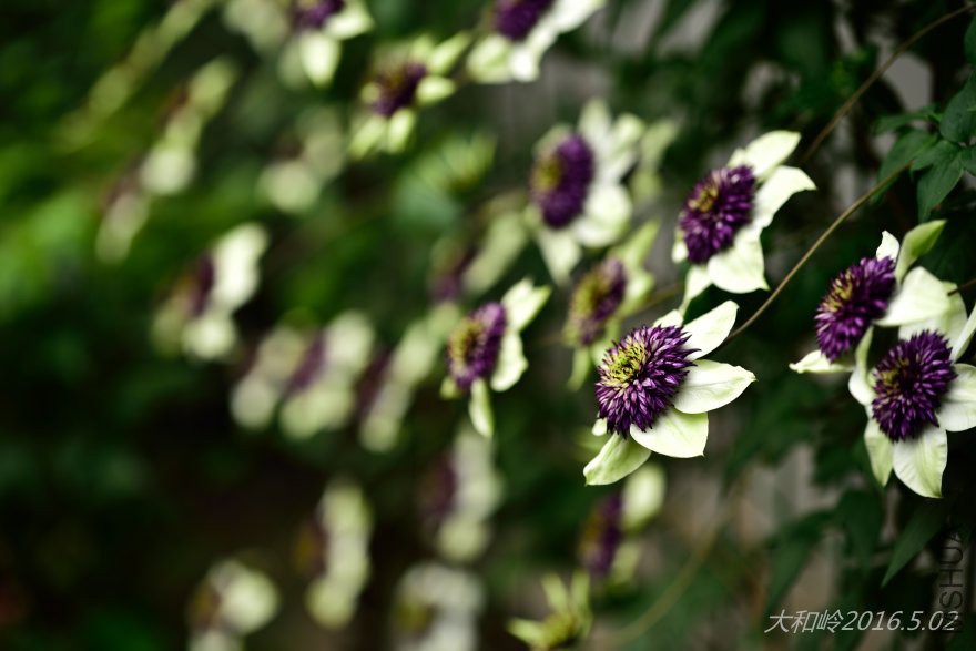 dsc_0535.jpg