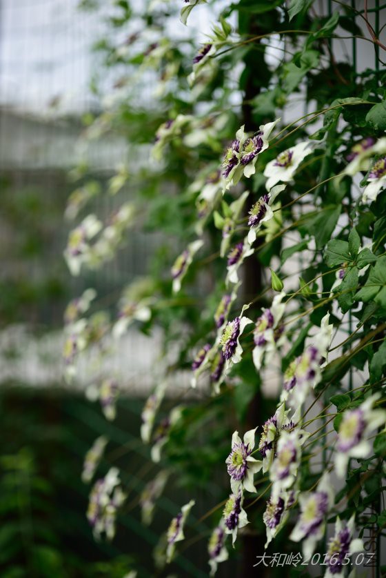 dsc_0759.jpg