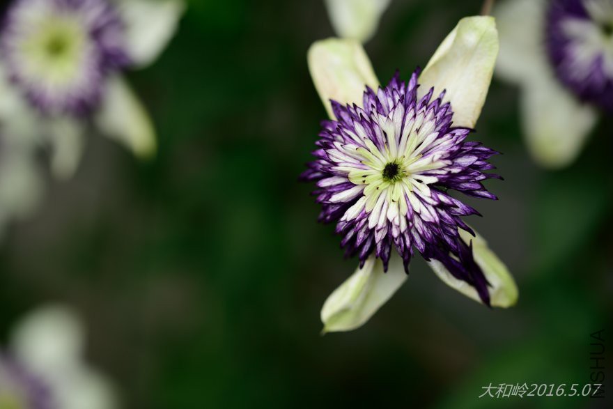 dsc_0766 - ����.jpg