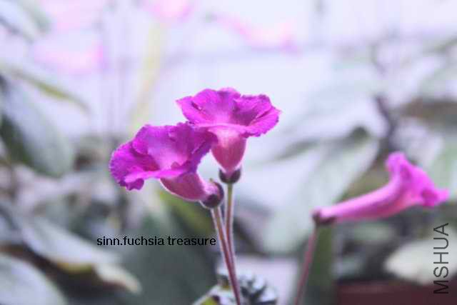 fuchsiatreasure (3)_640x427.JPG