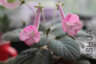 martha