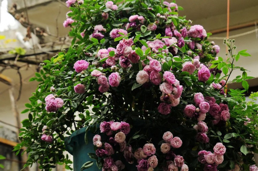 psb (14).jpg