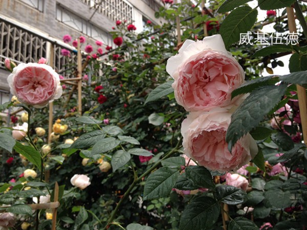 IMG_2067.JPG