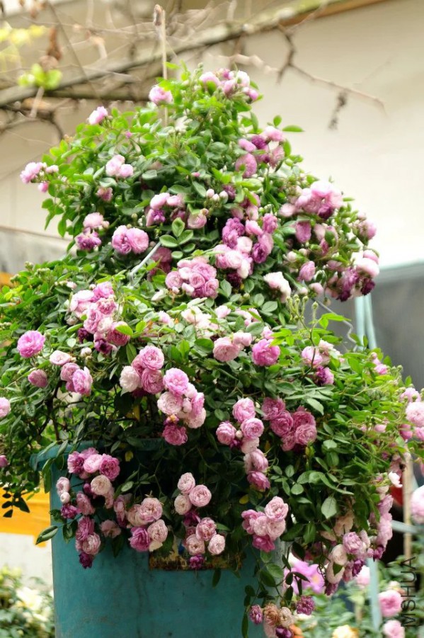 psb (18).jpg