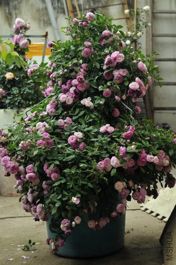 psb (25).jpg