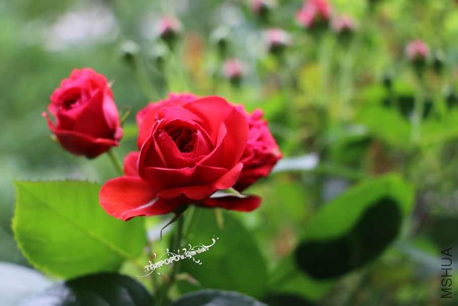 IMG_0805_meitu_1.jpg