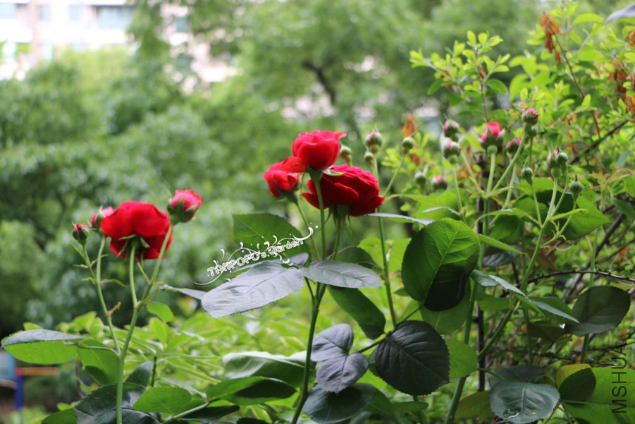 IMG_0818_meitu_2.jpg