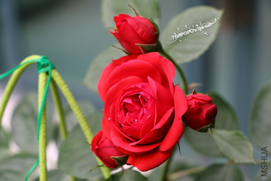 IMG_0826_meitu_3.jpg