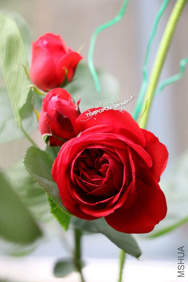 IMG_0846_meitu_4.jpg