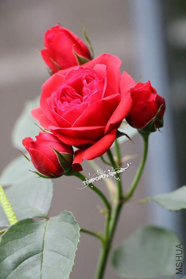IMG_0848_meitu_5.jpg