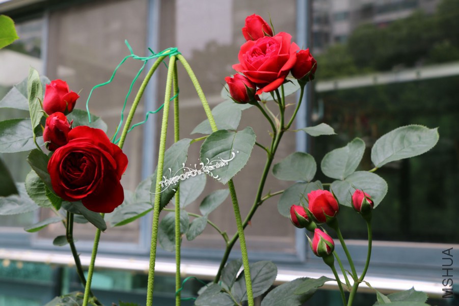 IMG_0849_meitu_6.jpg