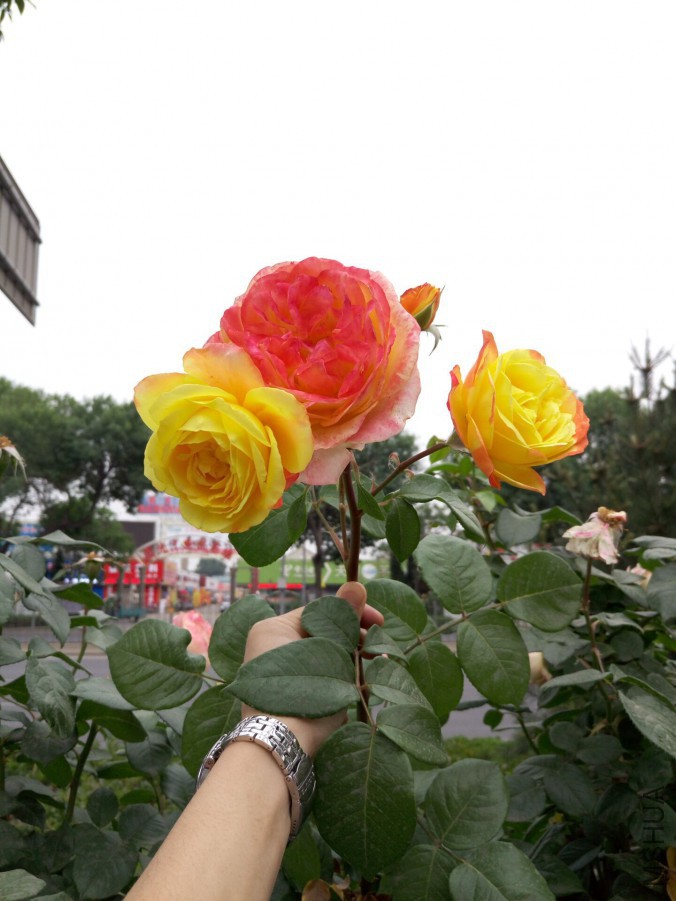 QQͼƬ20160508183052.jpg