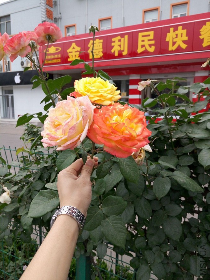 QQͼƬ20160508183107.jpg