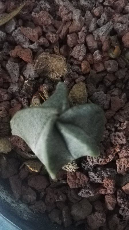 IMG_20160505_072957.jpg