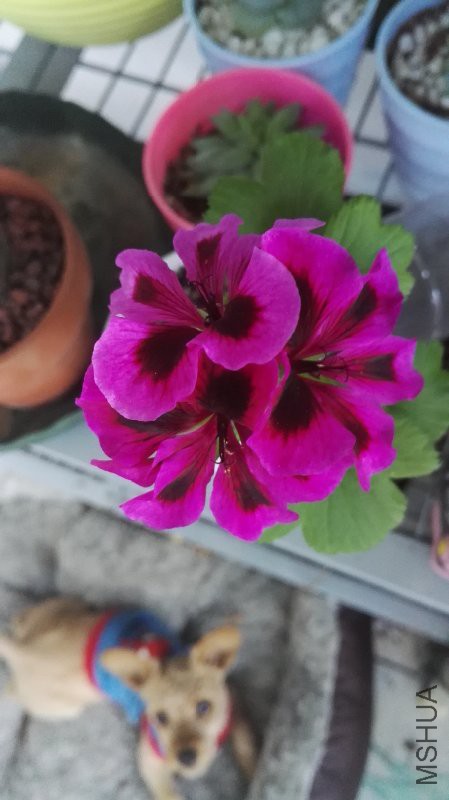 IMG_20160505_072924.jpg