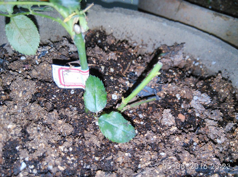 ���� ��ǩ��