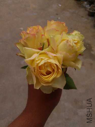IMG20160508160411.jpg