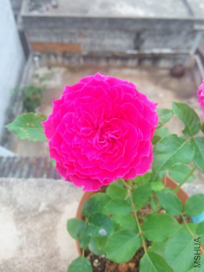 IMG_20160507_074152.jpg