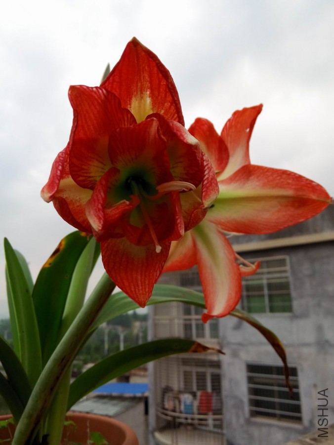 IMG_20160506_075628.jpg