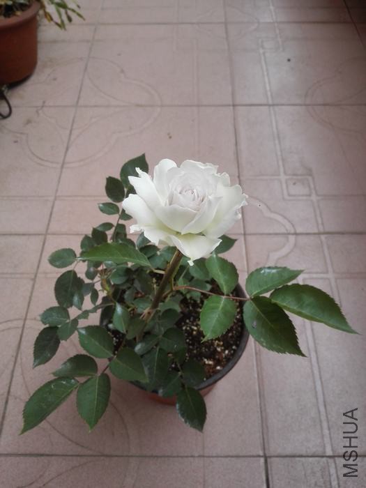 IMG_20160420_131157.jpg