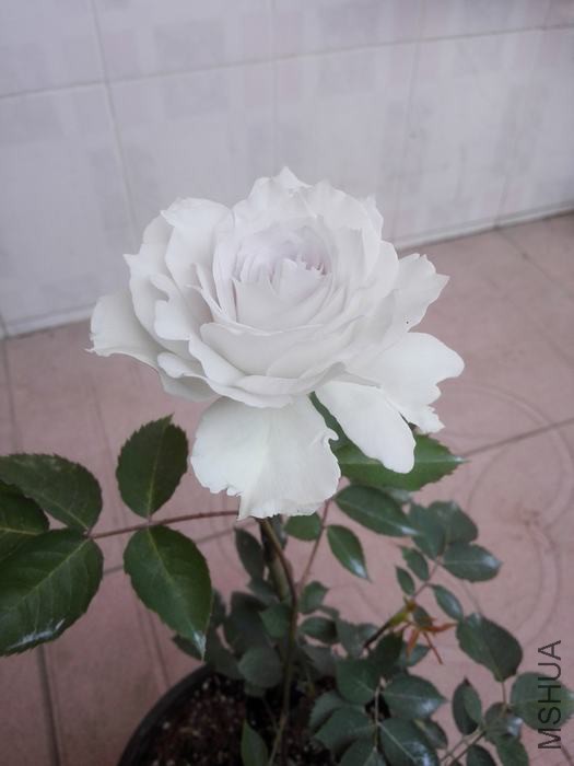 IMG_20160421_133311.jpg