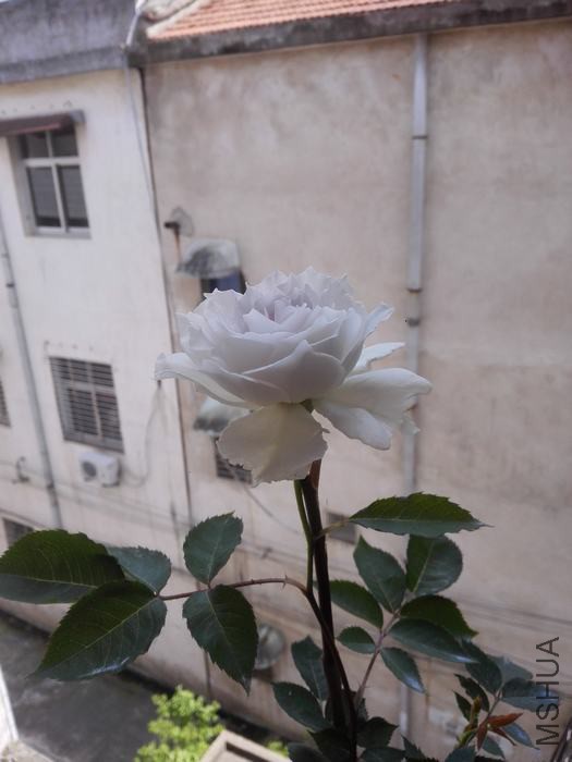 IMG_20160421_133402.jpg