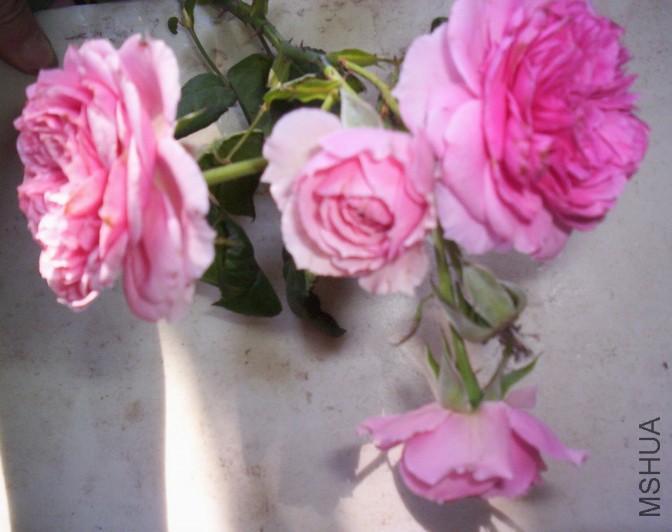 ����  ��5ͷ�Ļ�1.jpg