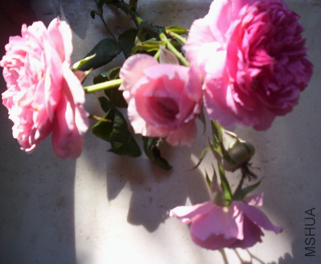 ����  ��5ͷ�Ļ�2.jpg