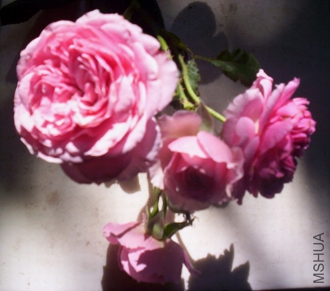 ����  ��5ͷ�Ļ�6.jpg