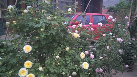 WP_20160508_18_03_29_Pro.jpg