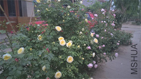 WP_20160508_17_57_34_Pro.jpg