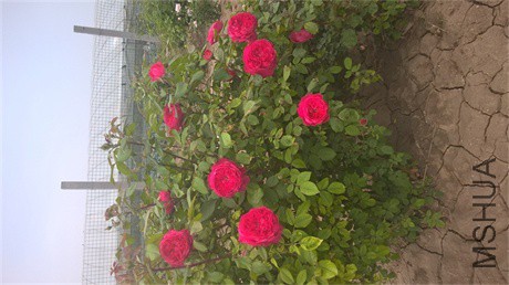 WP_20160508_18_06_23_Pro.jpg